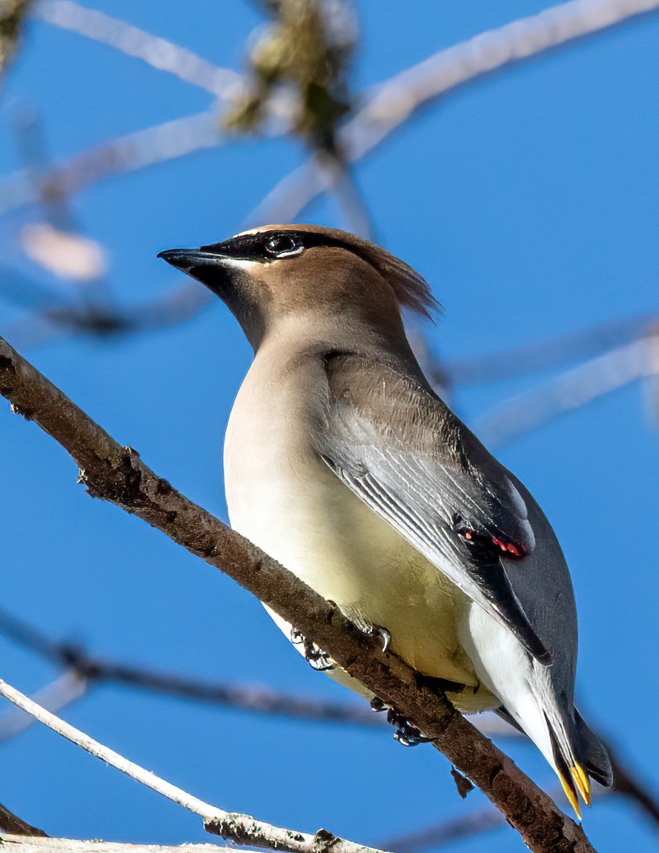 ציצנית אמריקנית - ML649186799