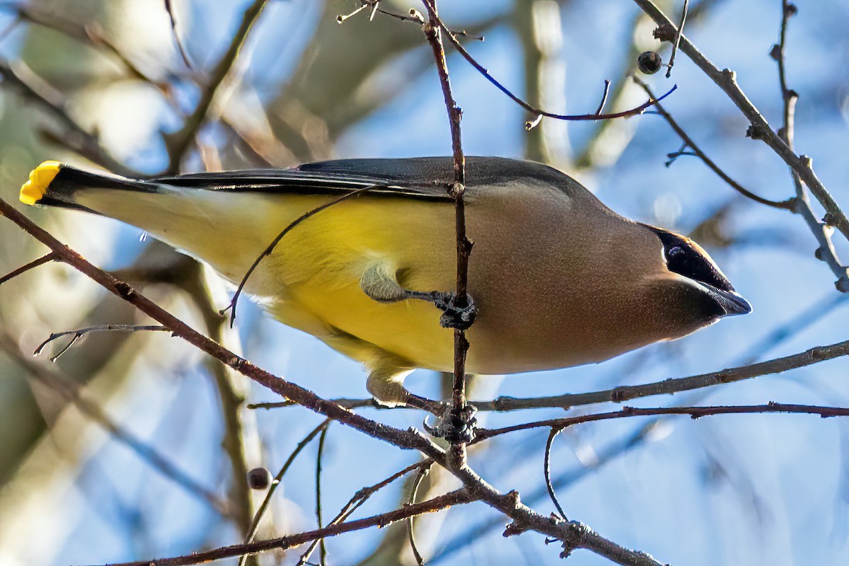 ציצנית אמריקנית - ML649186830