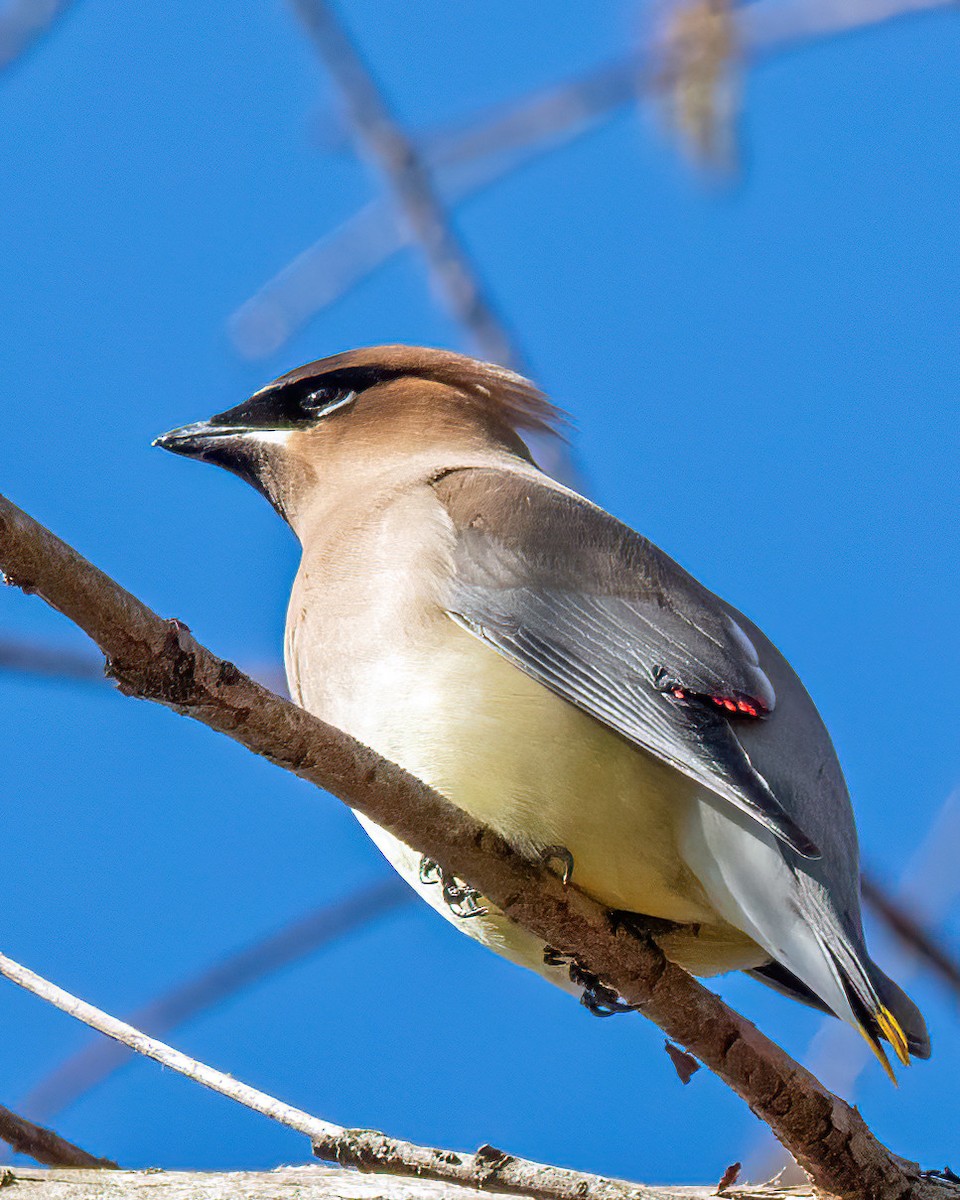 ציצנית אמריקנית - ML649186842