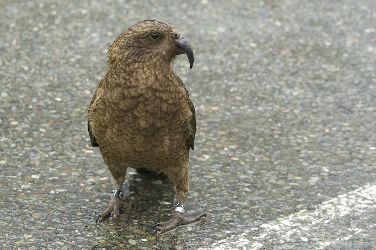 Kea - ML649186979
