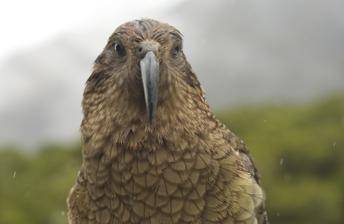 Kea - ML649186980