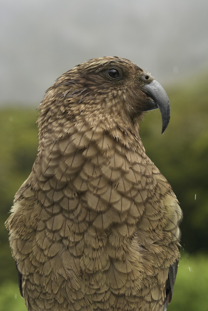 Kea - ML649186981