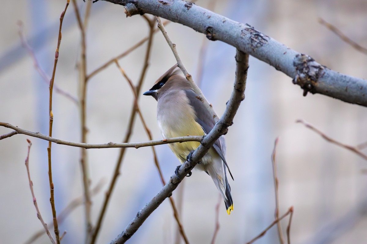 ציצנית אמריקנית - ML649186995