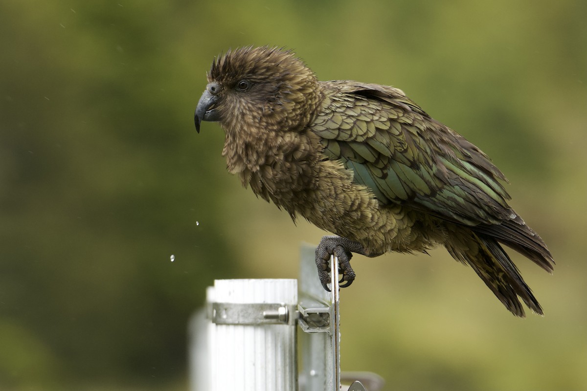 Kea - ML649187016