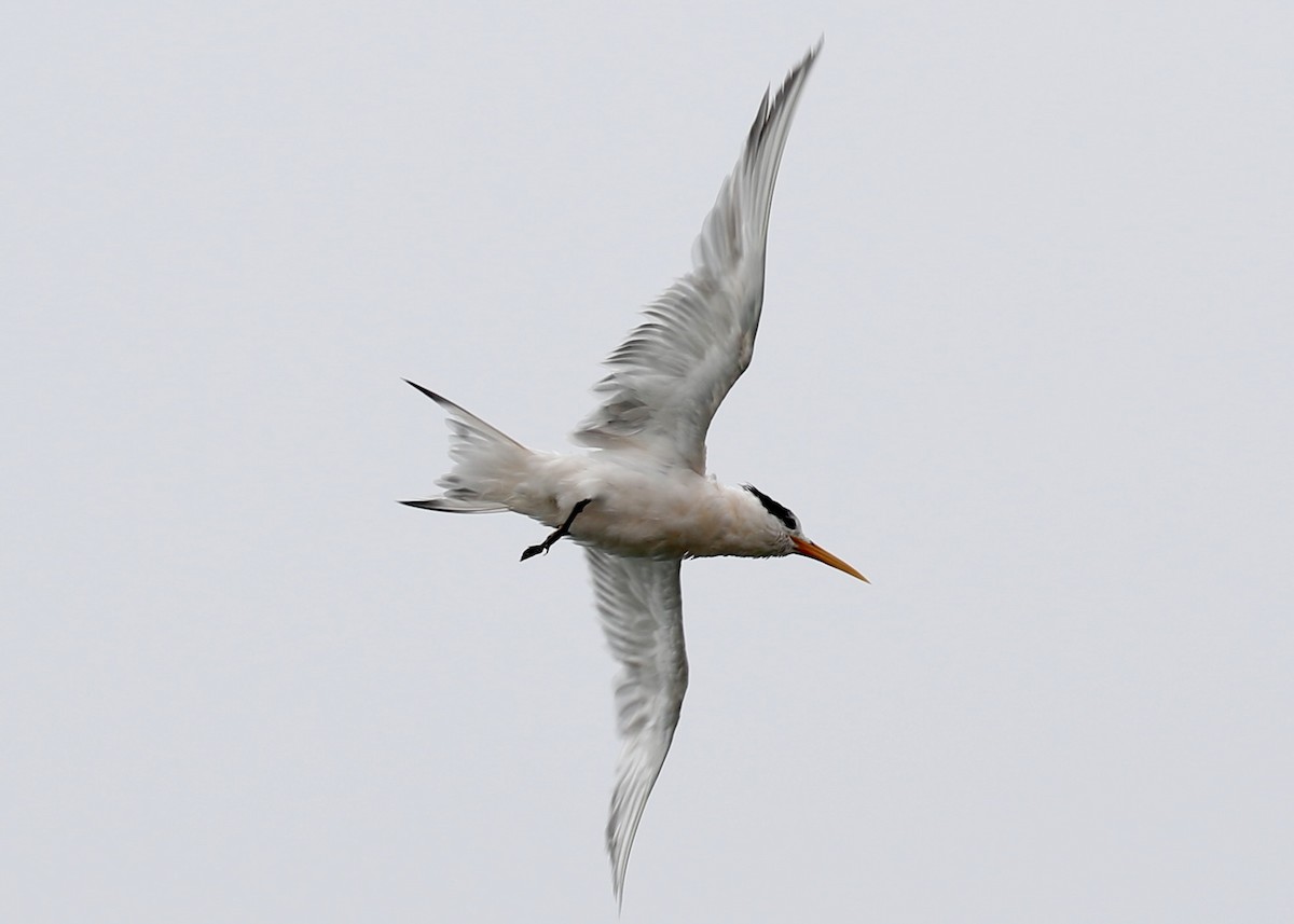 Elegant Tern - ML649187159