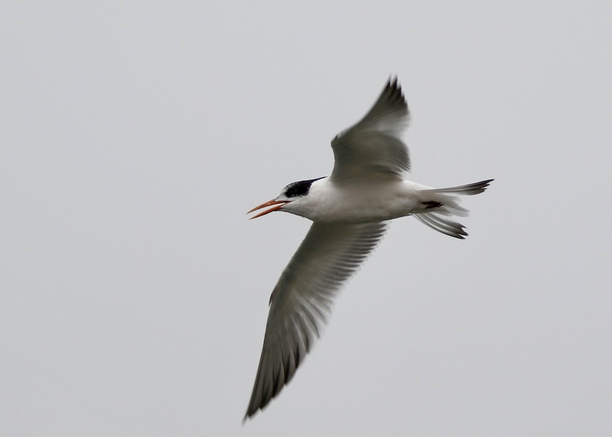 Elegant Tern - ML649187162
