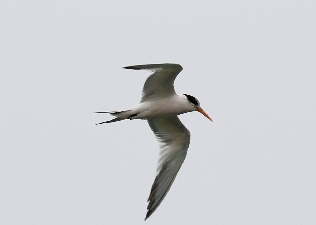 Elegant Tern - ML649187166