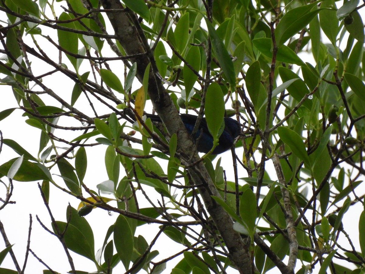 Blue Dacnis - ML649187235