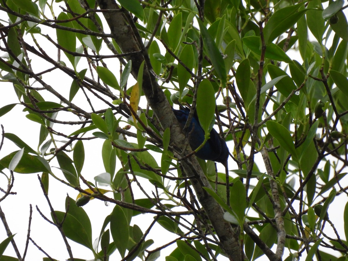 Blue Dacnis - ML649187236