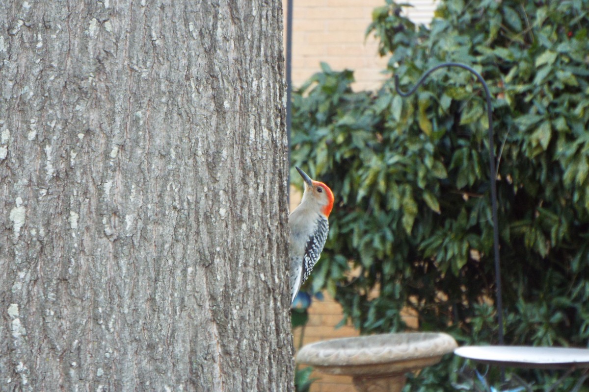 Red-bellied Woodpecker - ML649187558