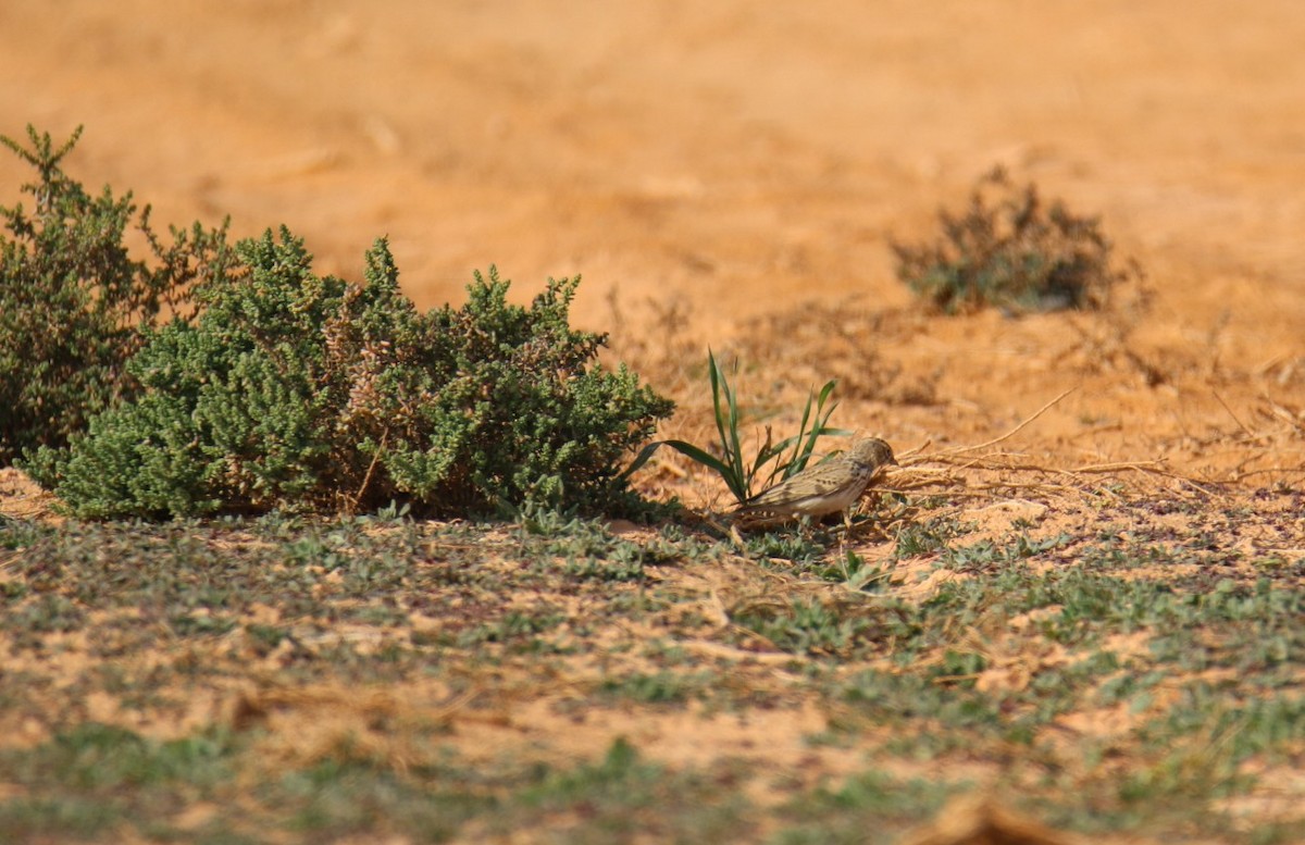 Mediterranean Short-toed Lark - ML649187717