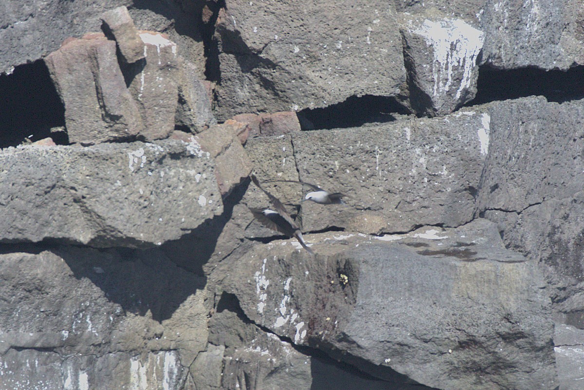 Black Noddy - ML649187978