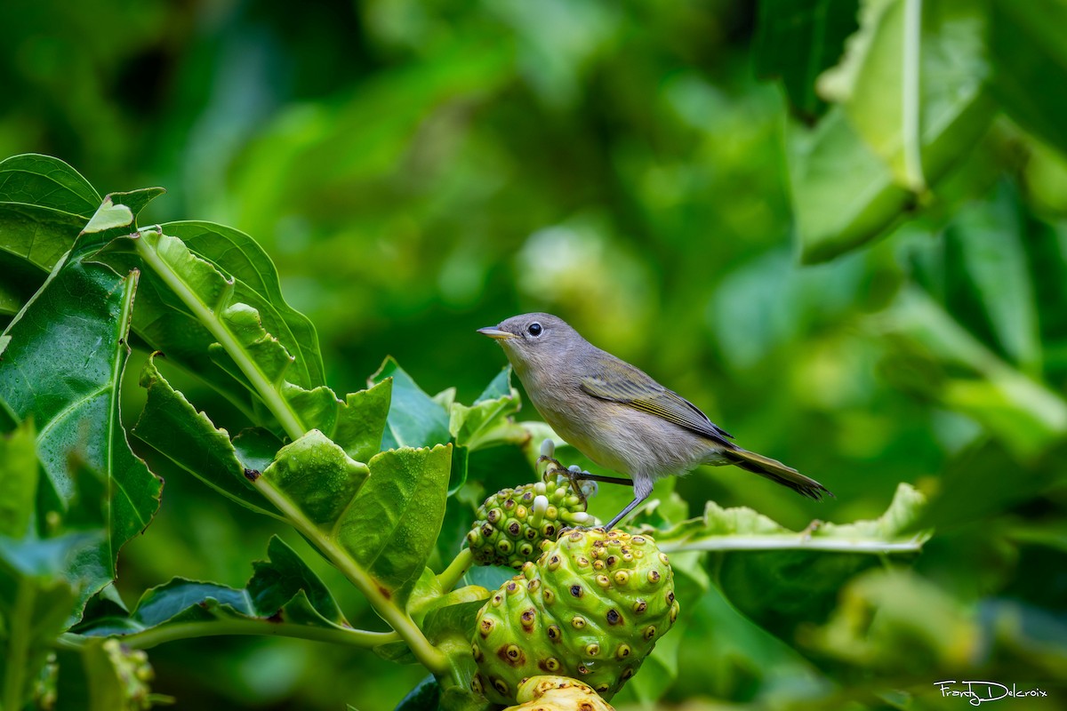 Northern/Mangrove Yellow Warbler - ML649187992