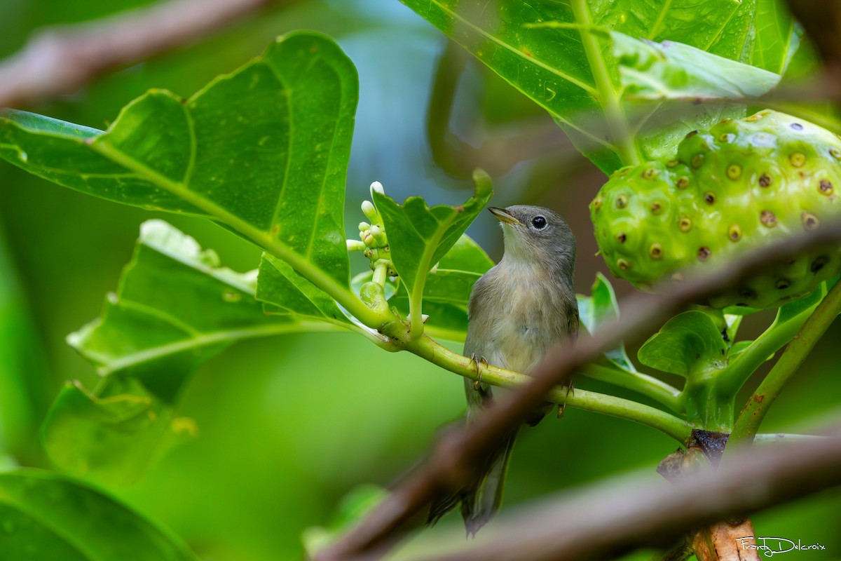 Northern/Mangrove Yellow Warbler - ML649187993