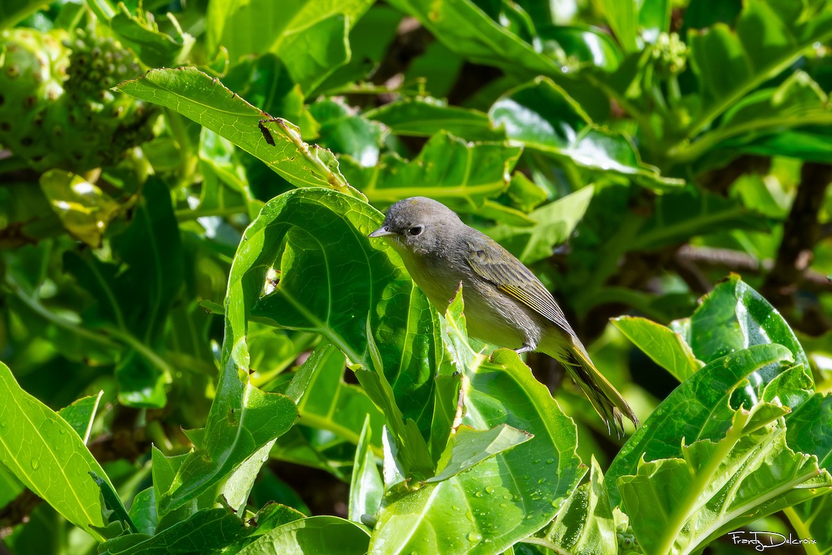 Northern/Mangrove Yellow Warbler - ML649187994