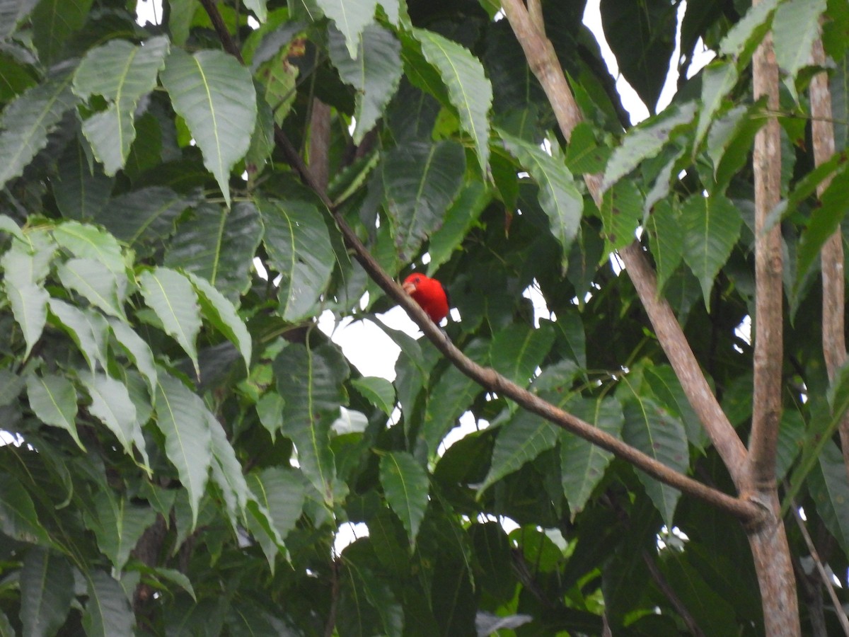 Scarlet Tanager - ML649188023