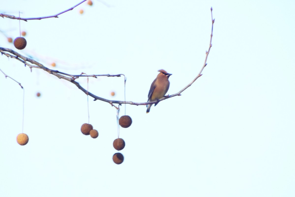 ציצנית אמריקנית - ML649188124