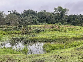 Ammo Dump Ponds, Colón, Panama - eBird Hotspot