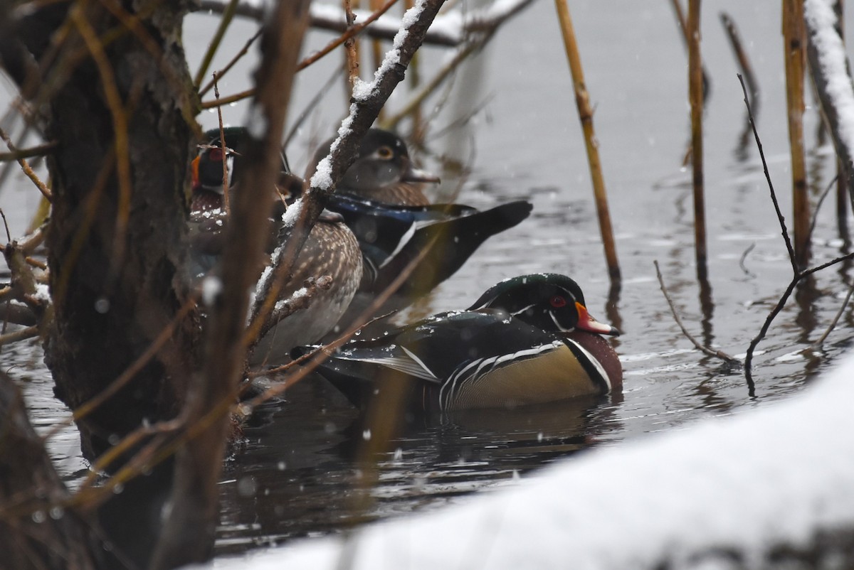 アメリカオシ - ML649188209