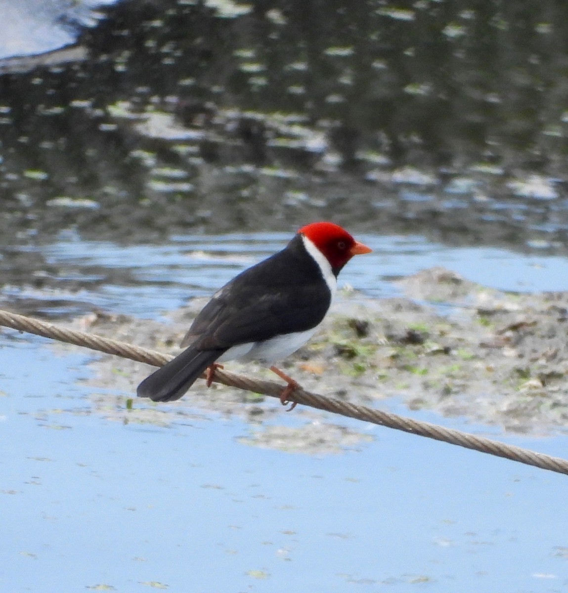 Yellow-billed Cardinal - ML649188287