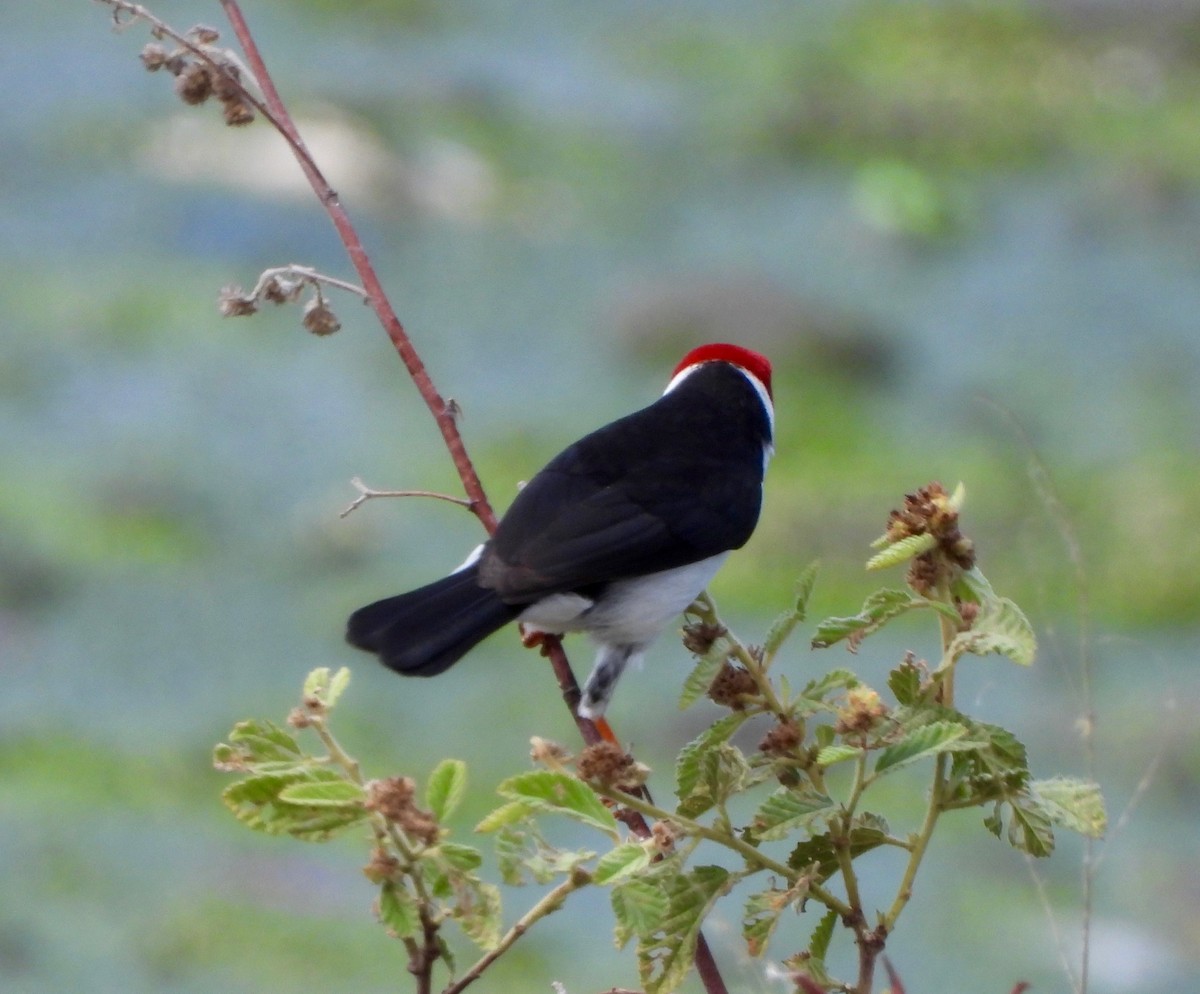 Yellow-billed Cardinal - ML649188288