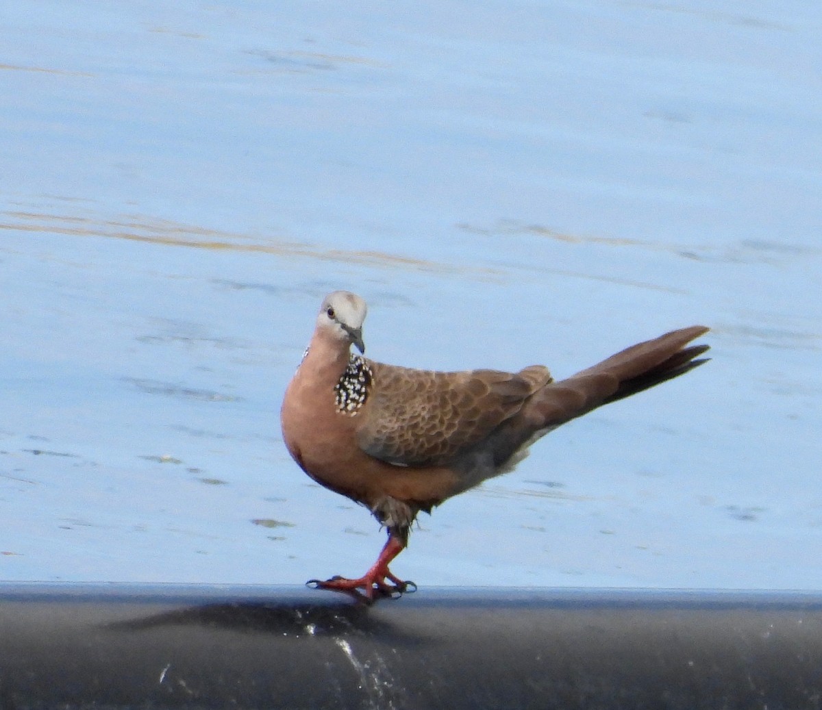 Spotted Dove - ML649188320