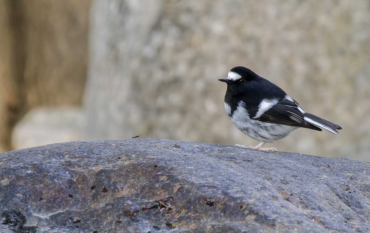 Torrentero Chico - ML649188323