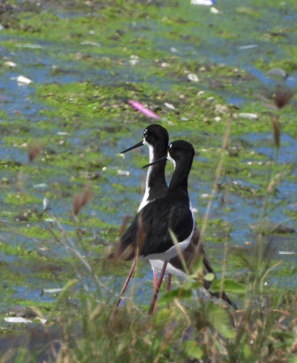 Black-necked Stilt (Hawaiian) - ML649188361