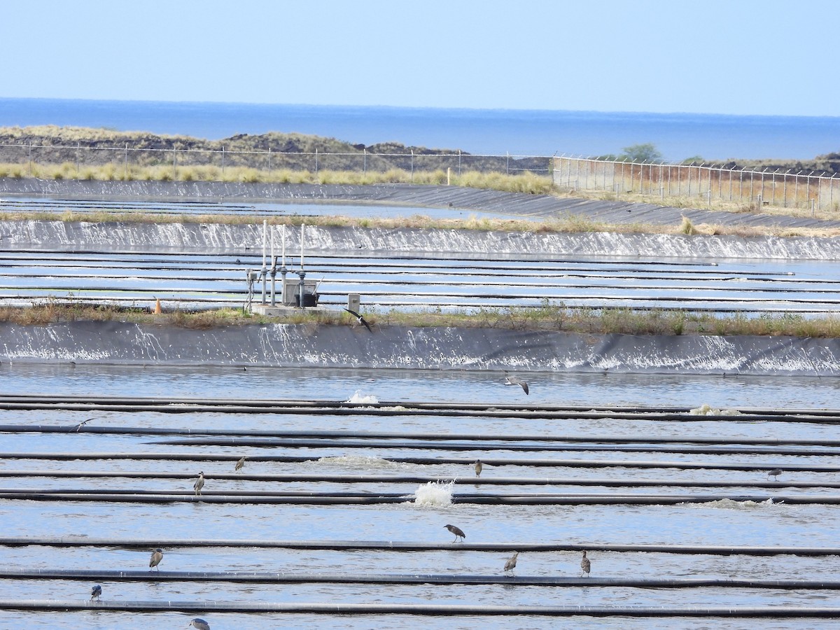 Black-crowned Night Heron (American) - ML649188370