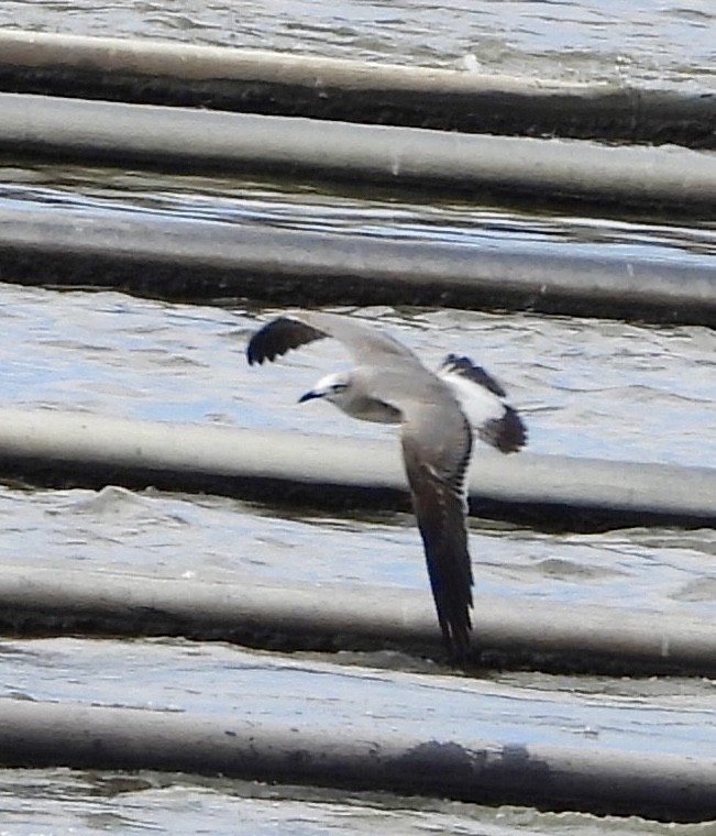 Laughing Gull - ML649188395