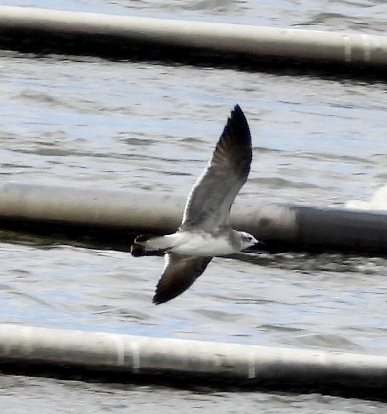 Laughing Gull - ML649188396
