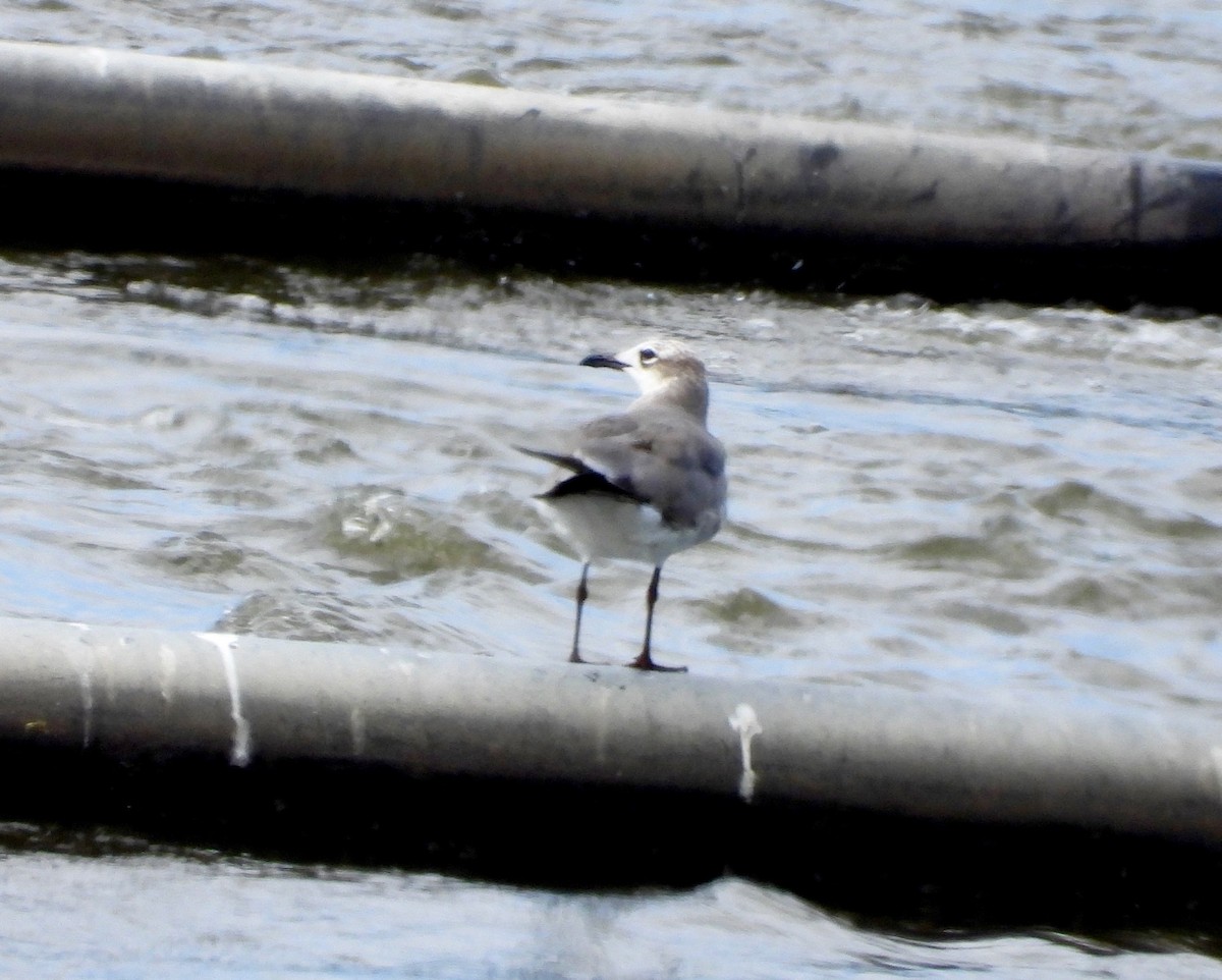 Laughing Gull - ML649188397