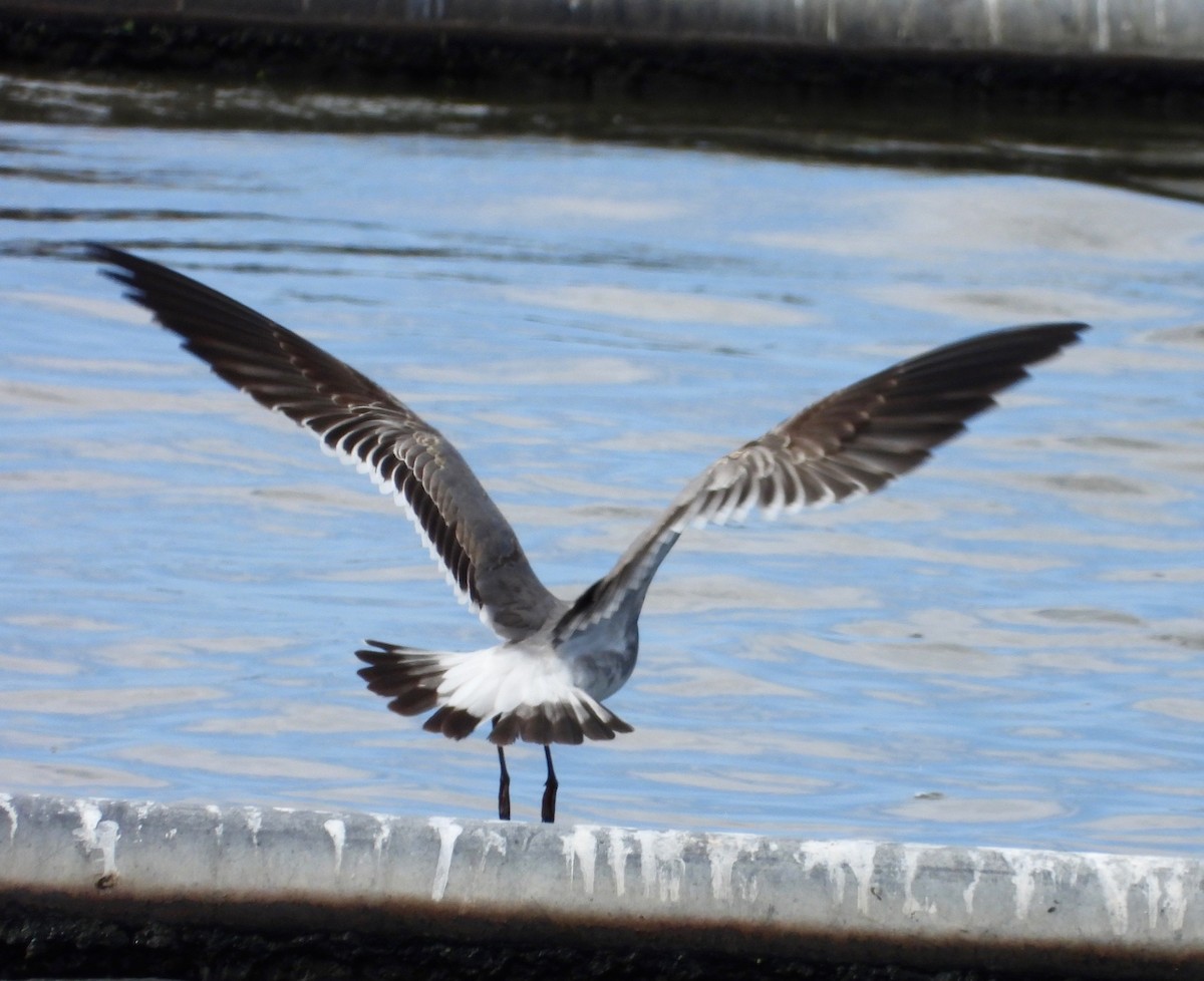 Laughing Gull - ML649188398