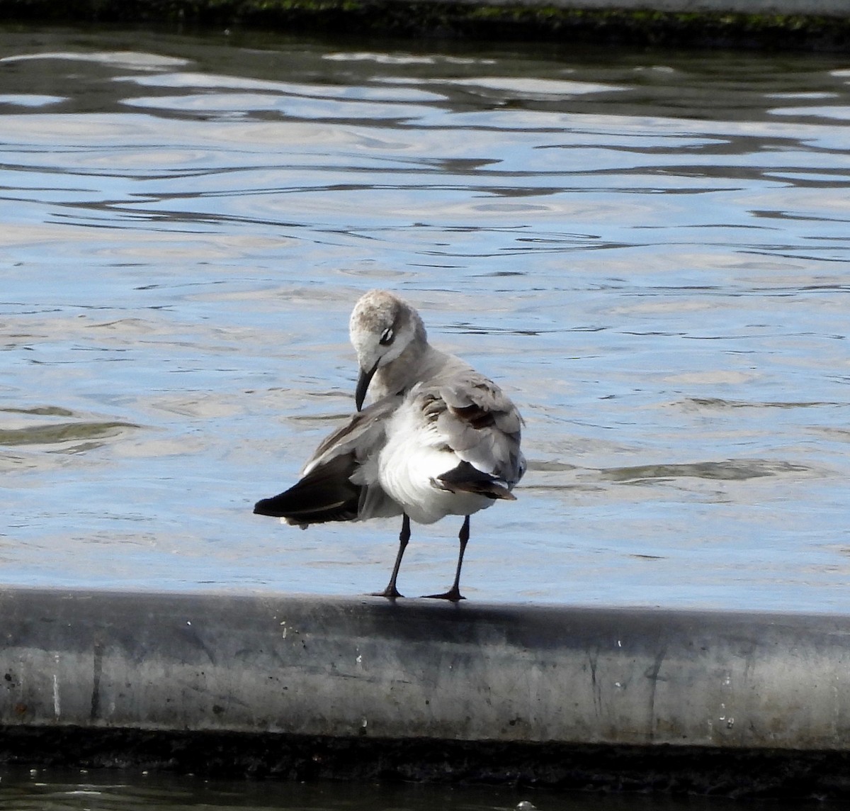 Laughing Gull - ML649188400