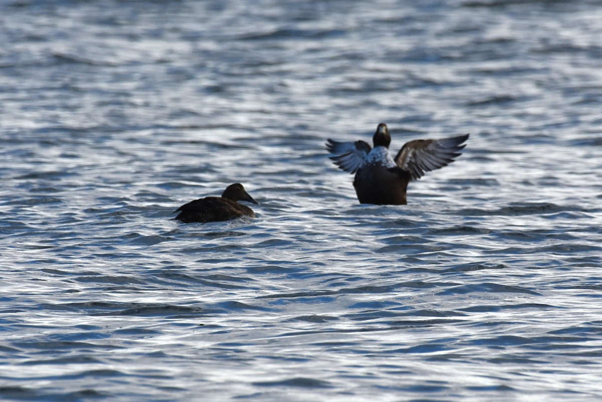 kajka mořská - ML649188759