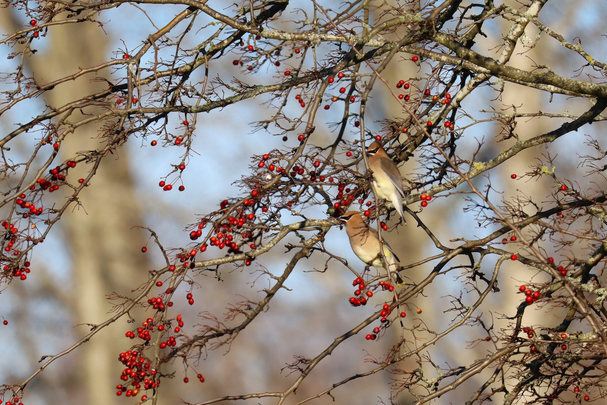 ציצנית אמריקנית - ML649188861