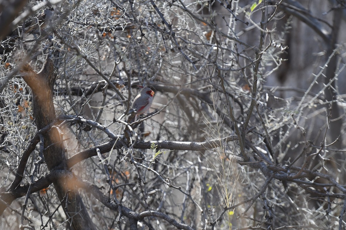 Schmalschnabelkardinal - ML649189019