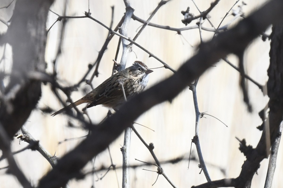 Lincolnammer - ML649189027