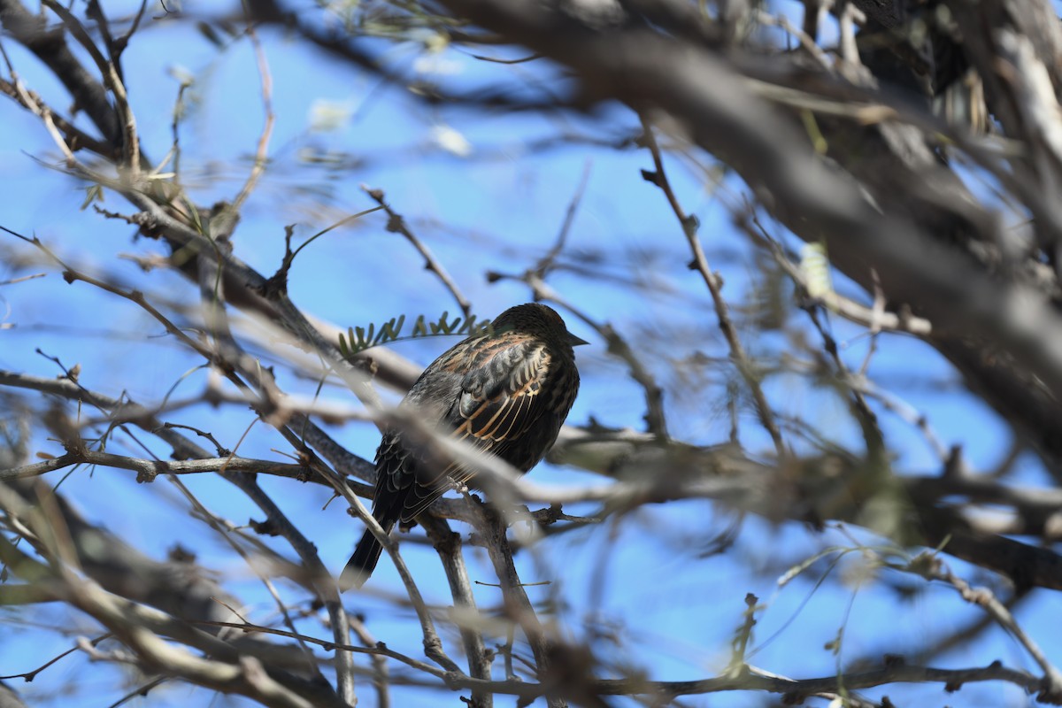 Rotflügelstärling - ML649189034