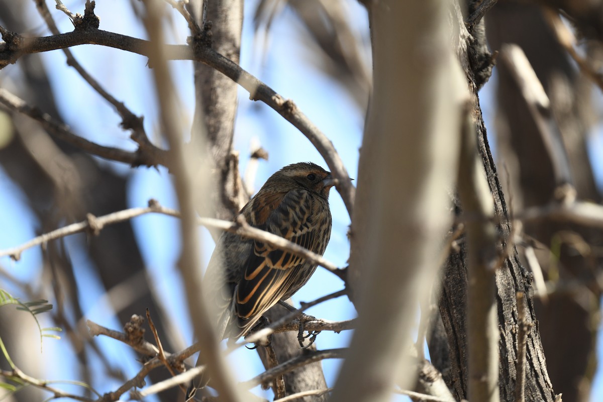 Rotflügelstärling - ML649189038