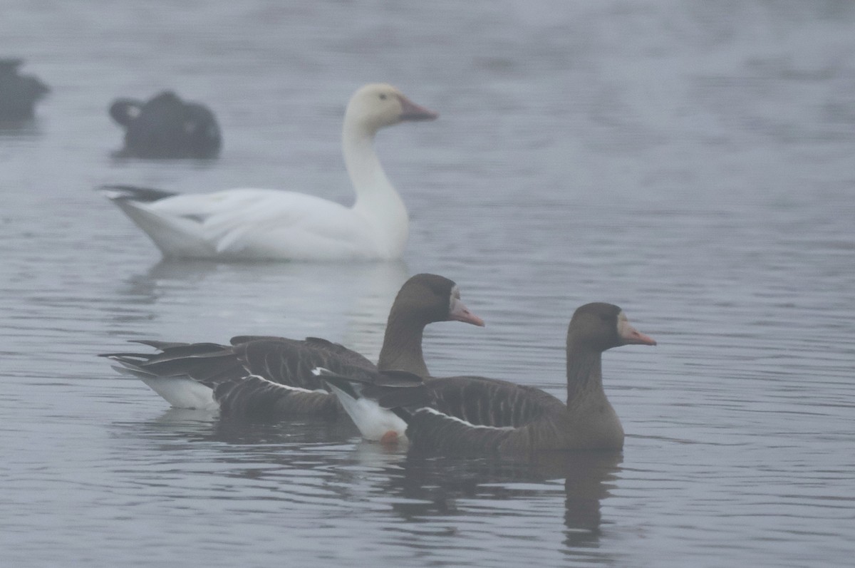 eBird Checklist - 18 Jan 2026 - Staten Island Road - Sandhill Cranes ...