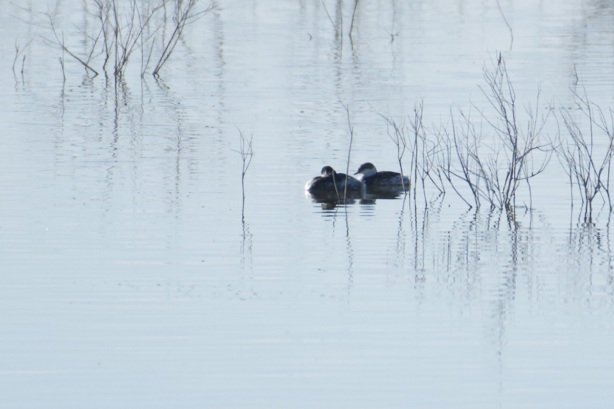 Horned Grebe - ML649189504