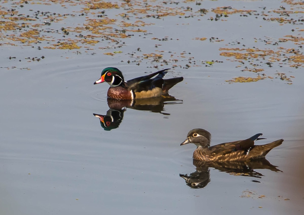 アメリカオシ - ML649189868