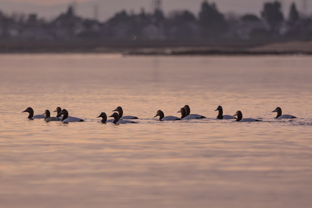 Canvasback - ML649189911