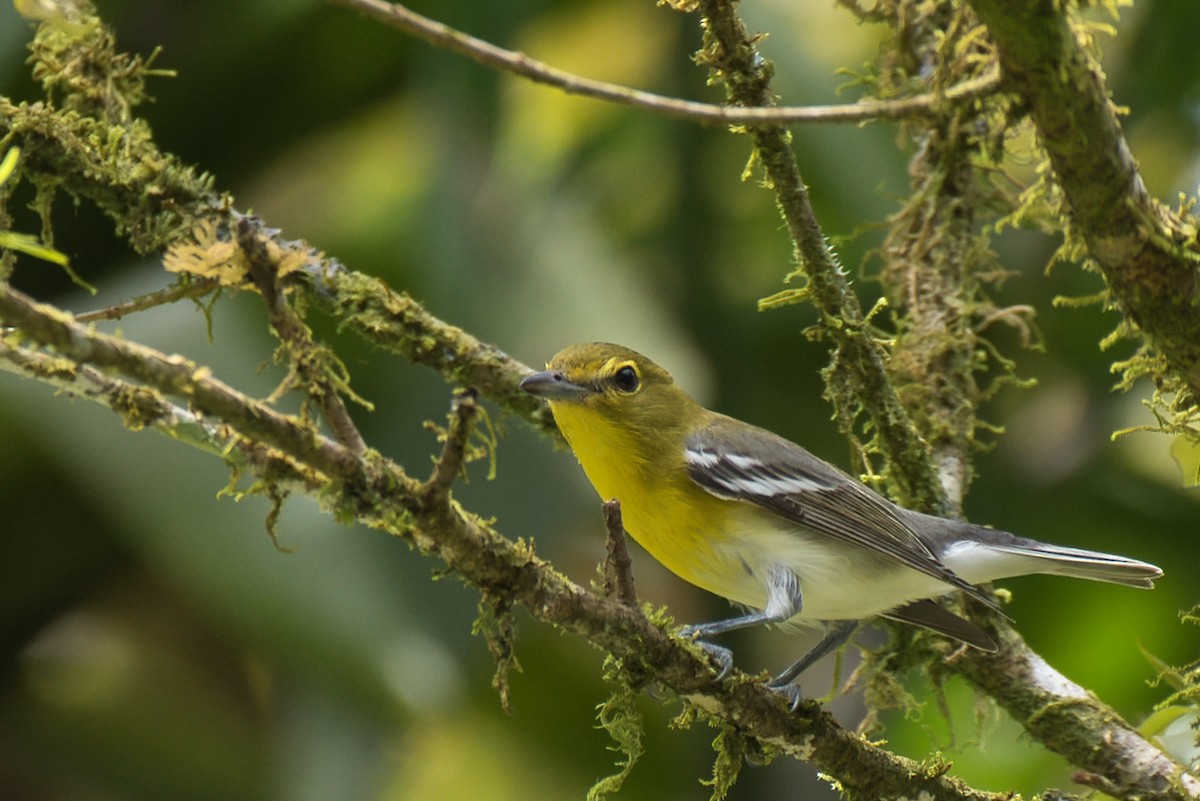 ויראו צהוב-גרון - ML649190037