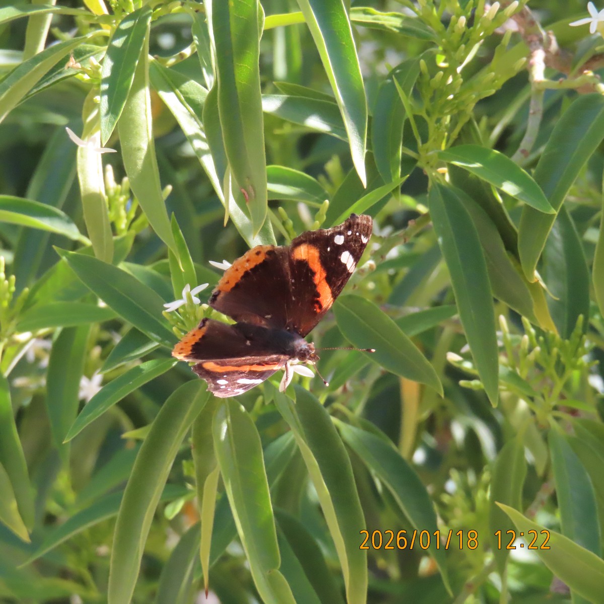 Адмирал - ML649190149