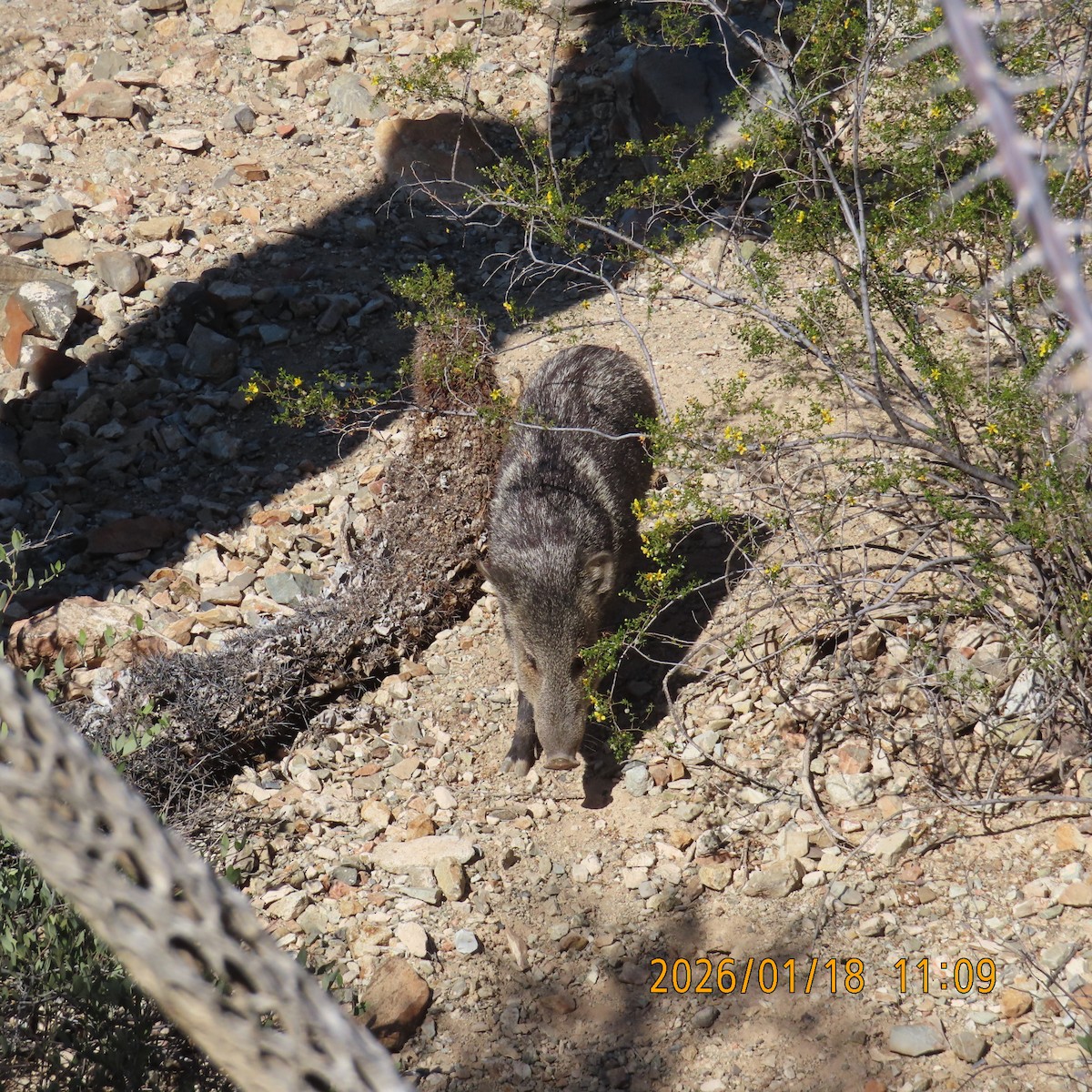 Млекопитающие - ML649190150