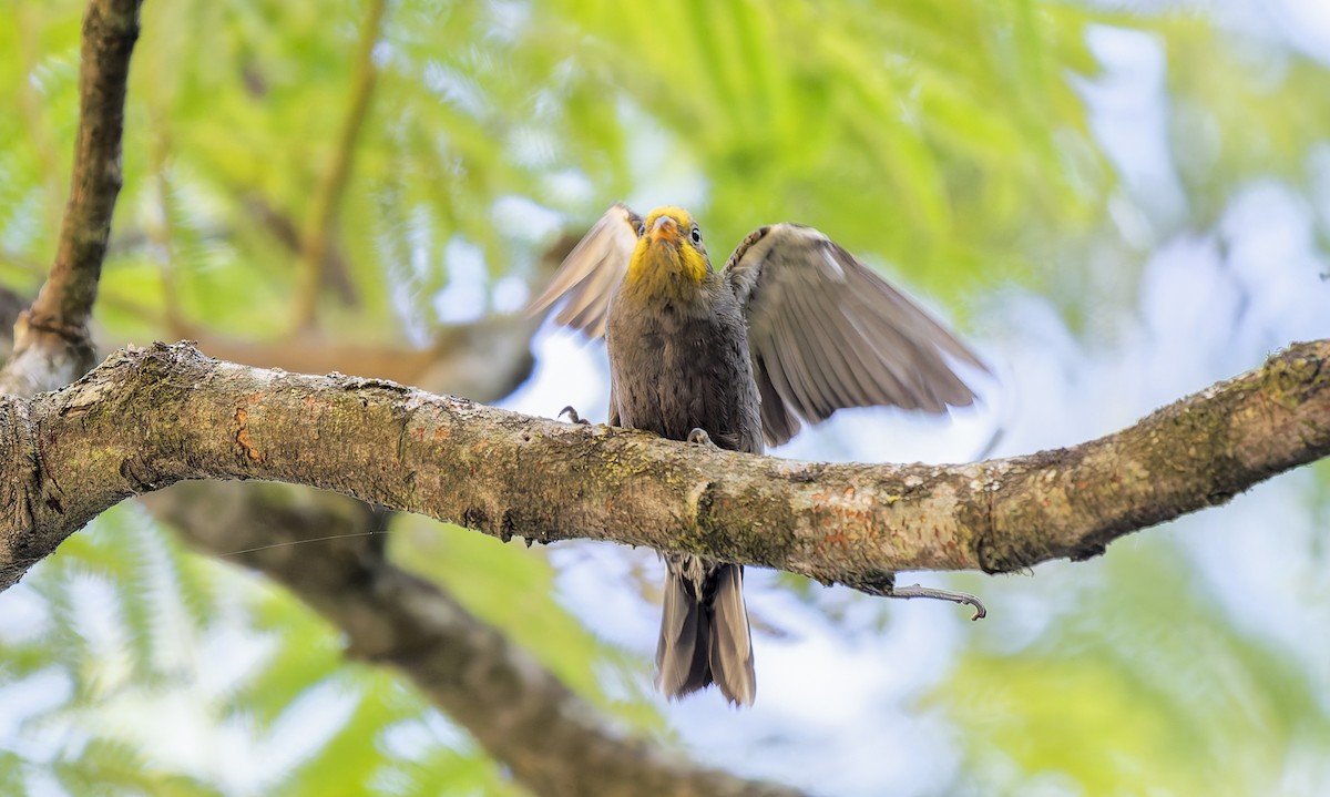 Indicador Indio - ML649190265