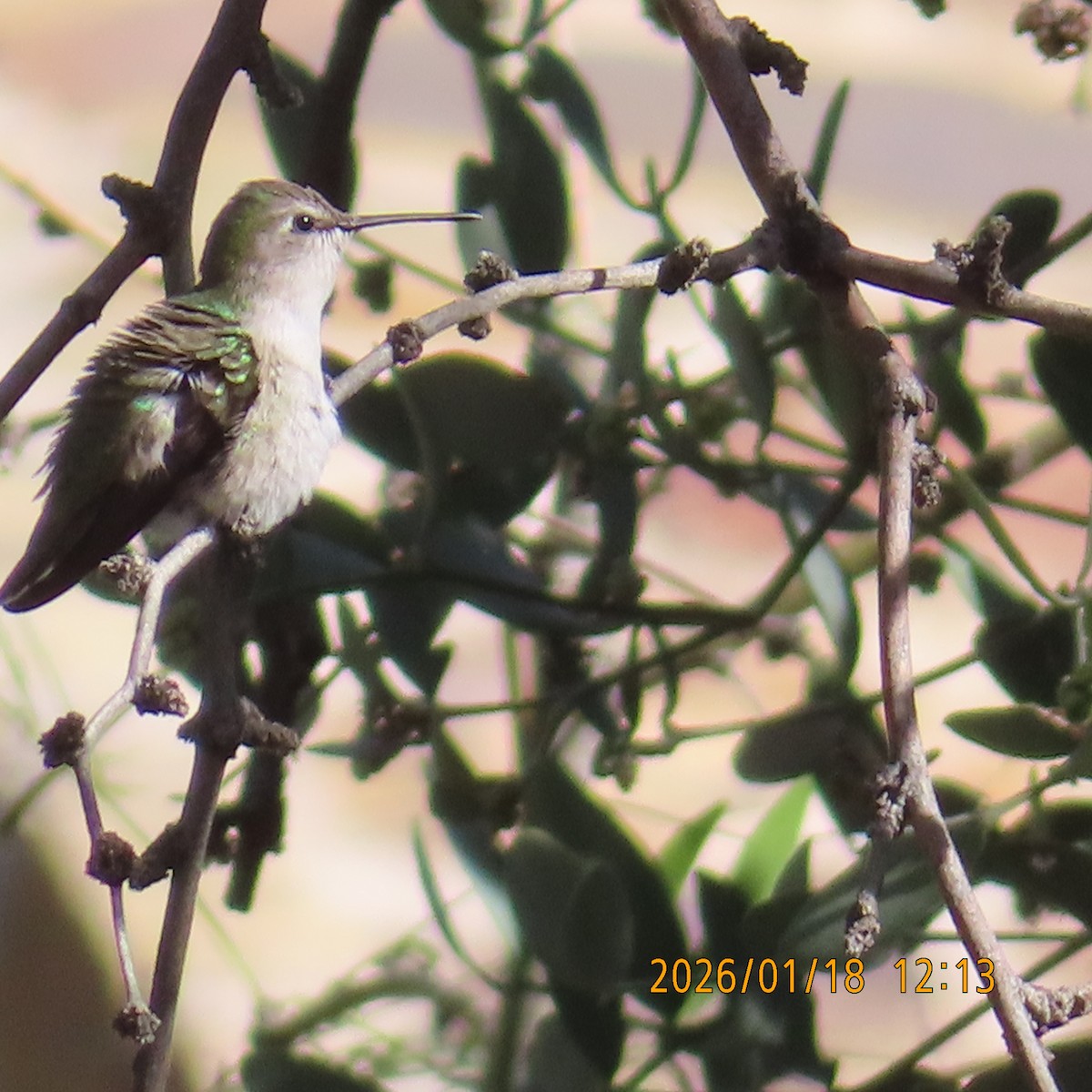 Фиалковый калипсо - ML649190390