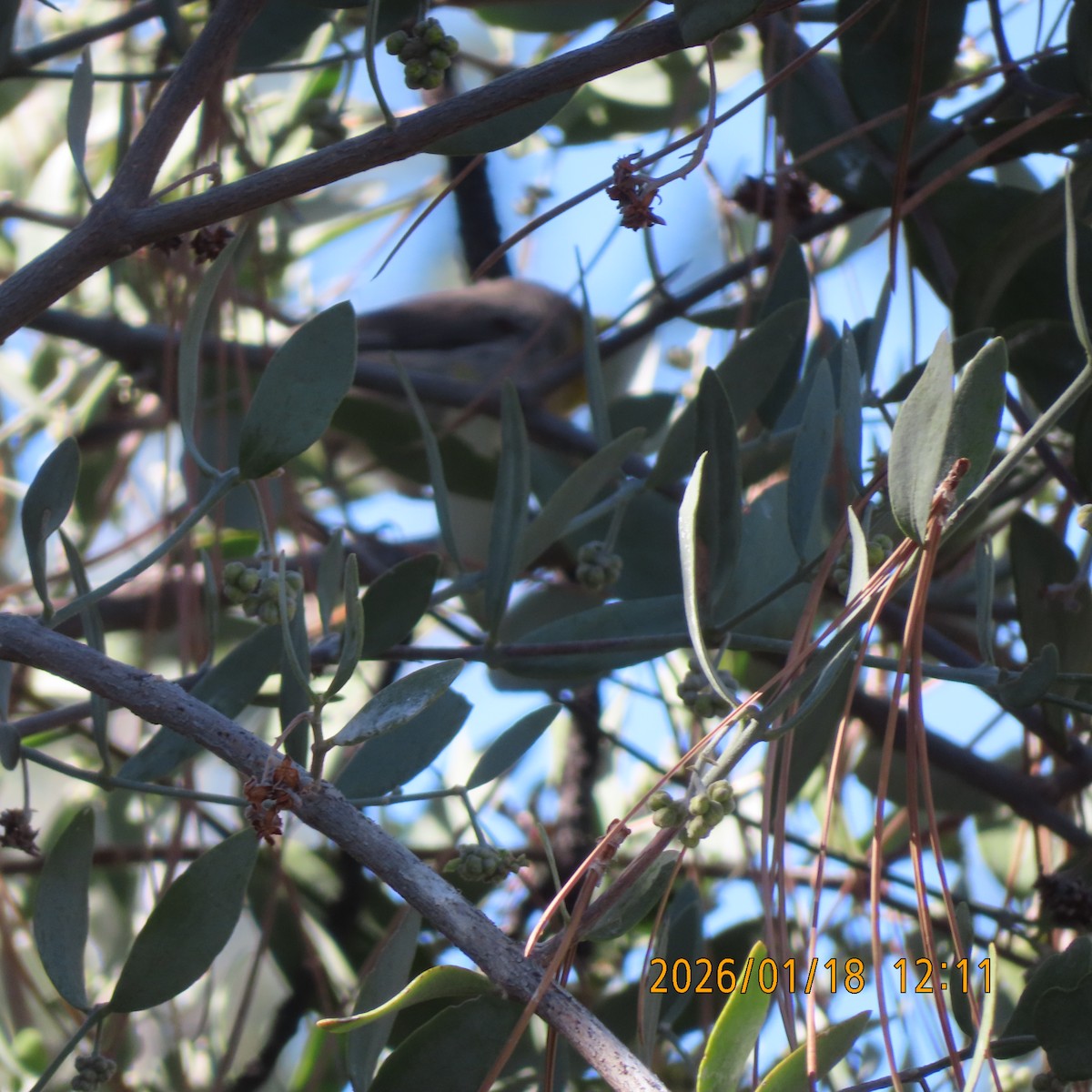 Американский ремез - ML649190421